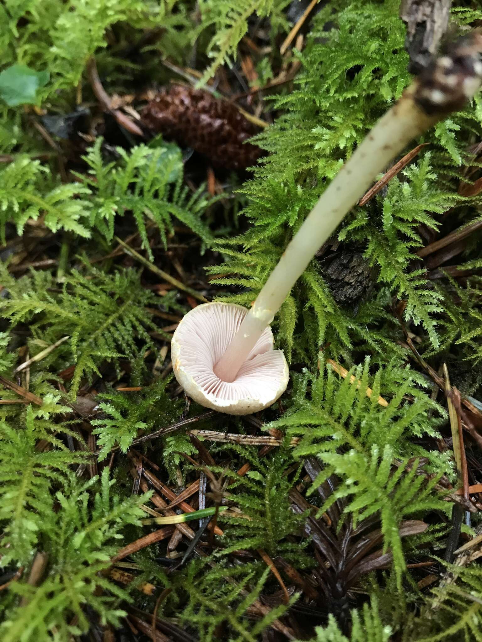 Imagem de Agaricus diminutivus Peck 1902