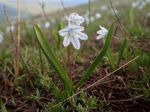 Image of Puschkinia