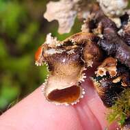 Image of Swiss kidney lichen