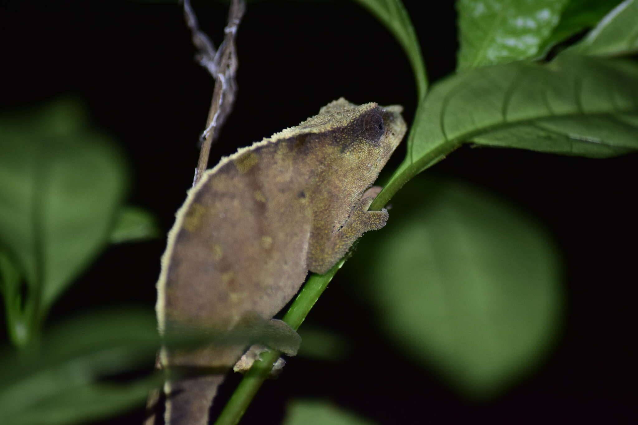 Image of Malawi Stumptail Chameleon