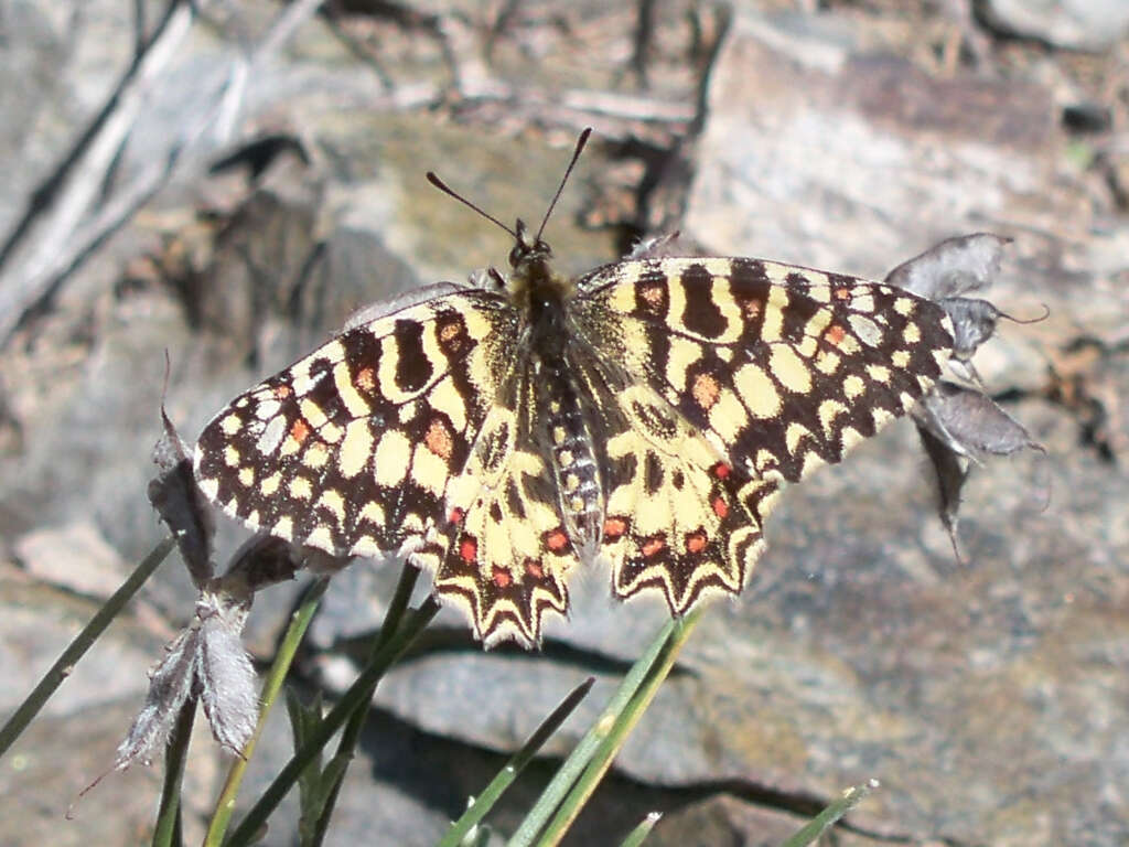 Image of Zerynthia rumina (Linnaeus 1758)