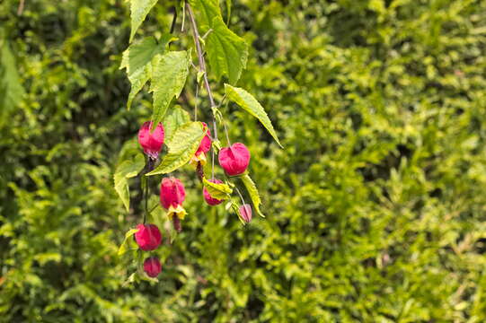 Image of trailing abutilon