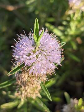 Image of hart's pennyroyal