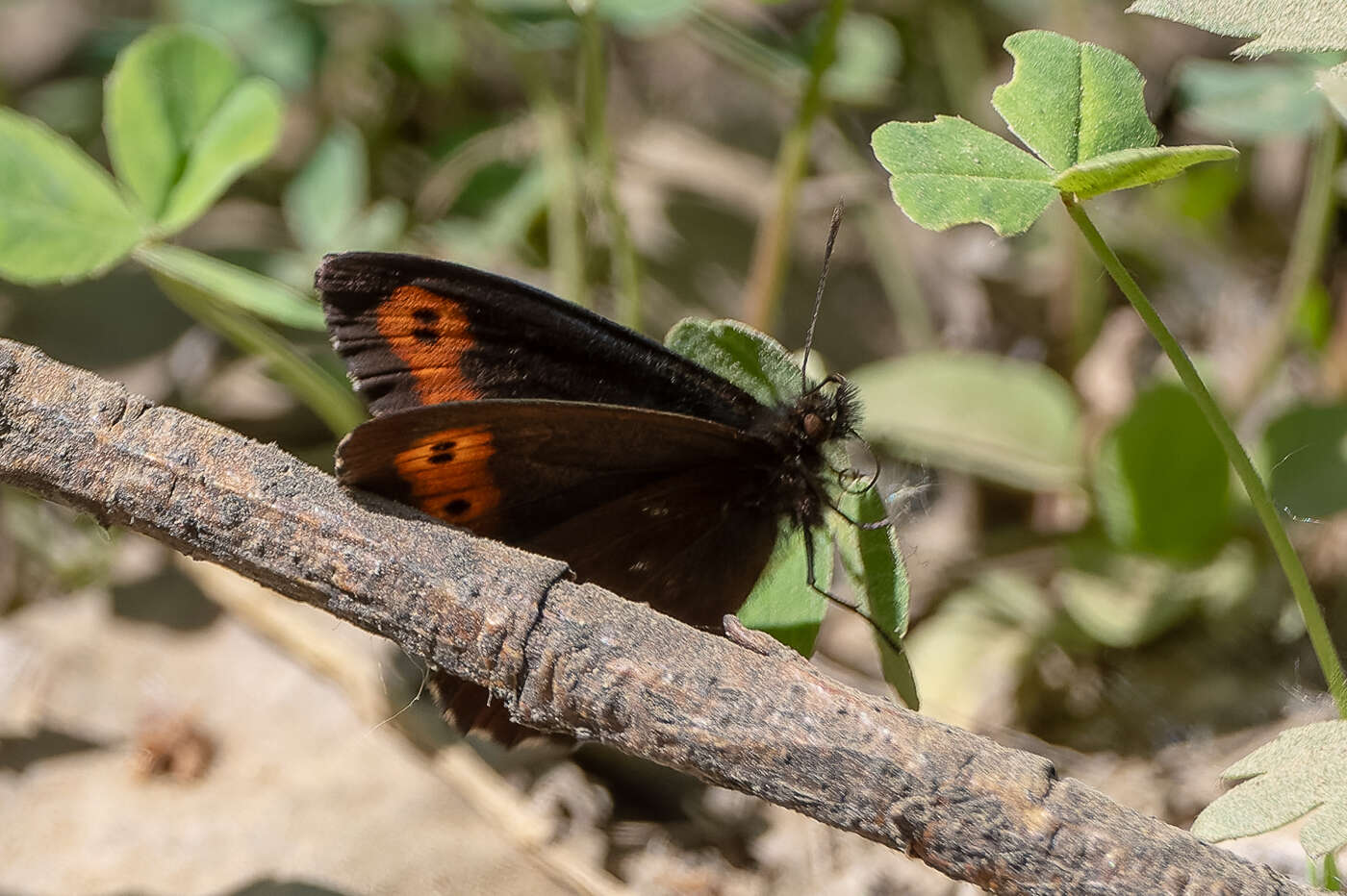 Image of Erebia jeniseiensis Trybom 1877