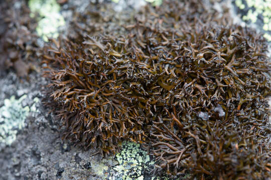 Image of brittle lichen