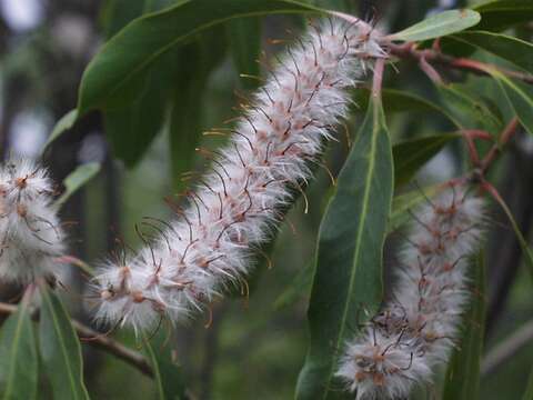 Image of Transvaal beech