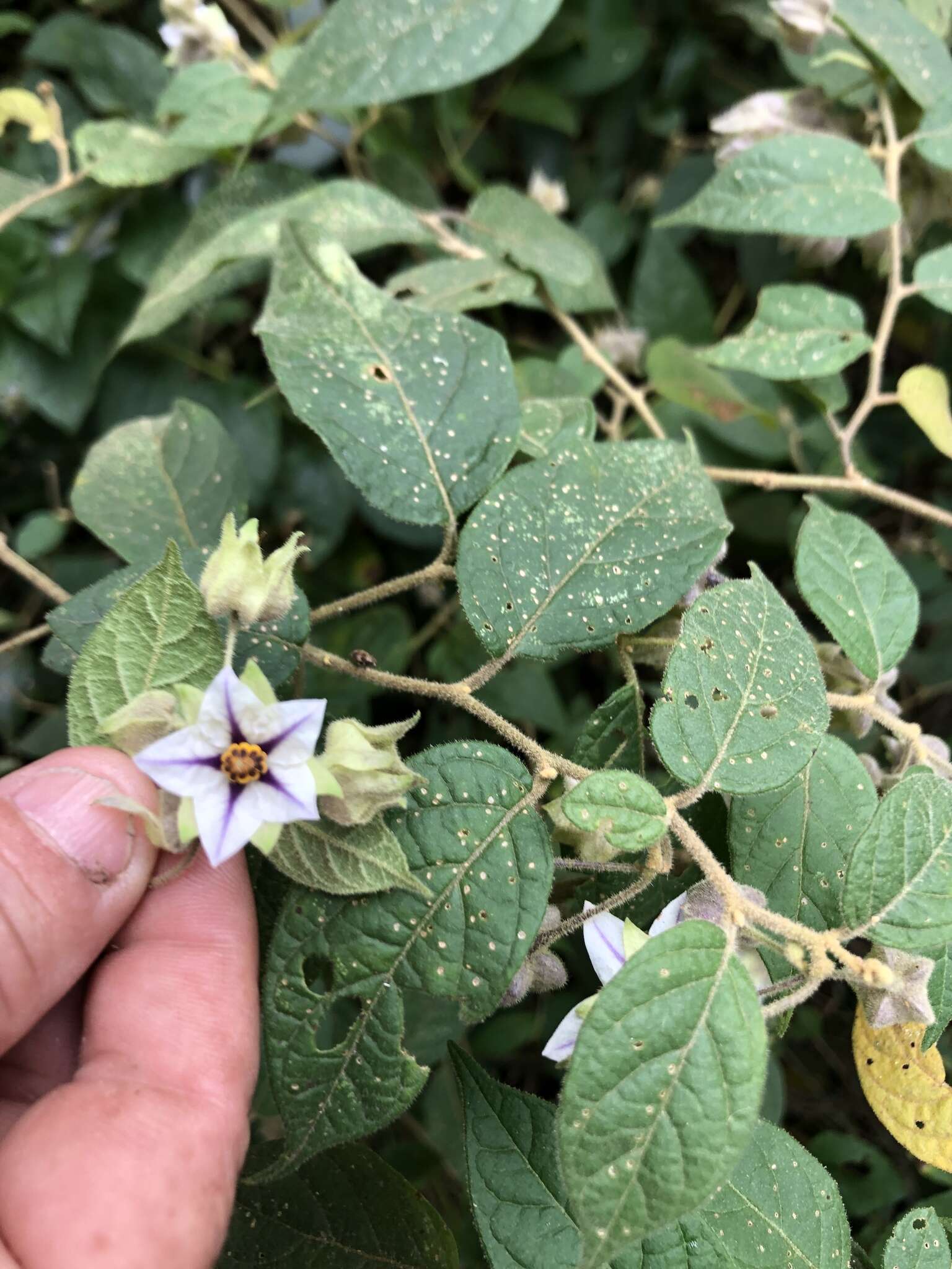 Image de Solanum didymum Dun.