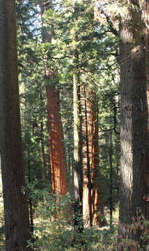 Image of giant sequoia