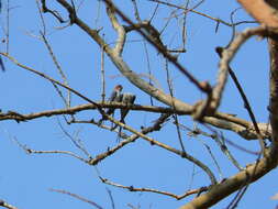 Image of Crested Treeswift