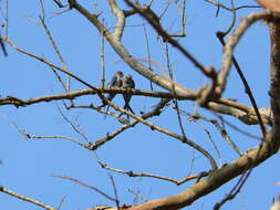 Image of Crested Treeswift