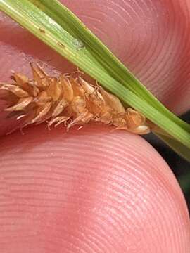 Image of Carex punctata var. laevicaulis (Hochst. ex Seub.) Boott