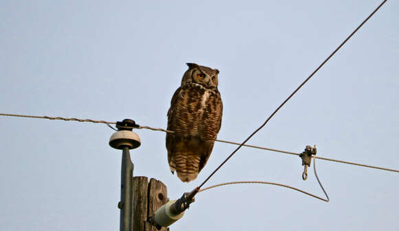 Image of Great Horned Owl