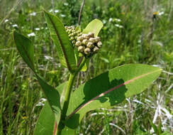Image of prairie milkweed