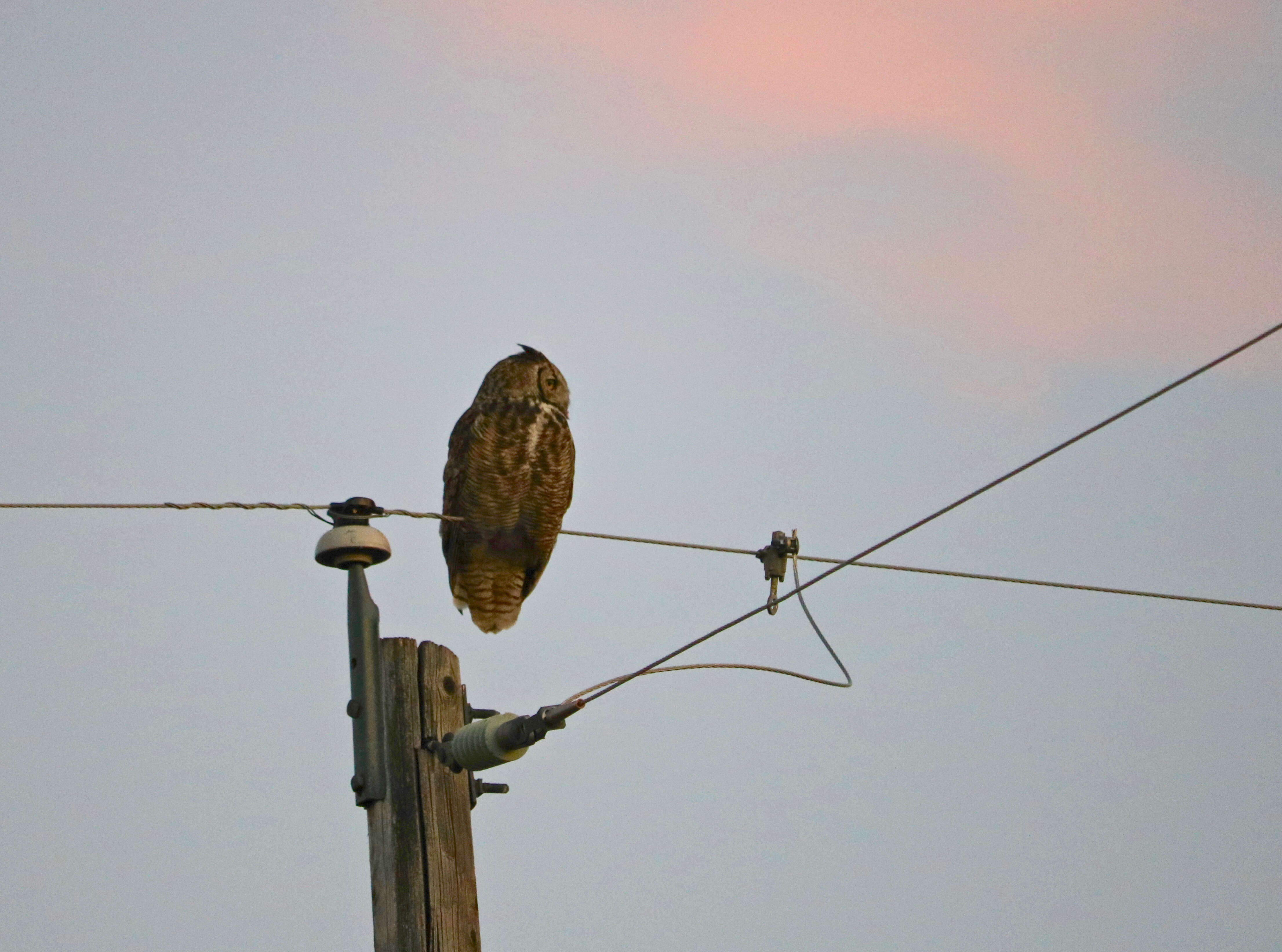 Image of Great Horned Owl