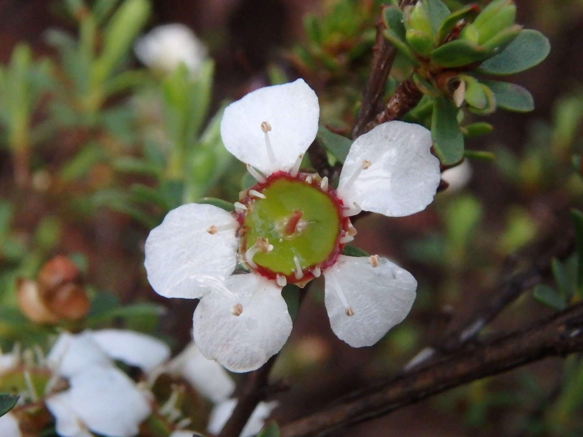 Sivun Leptospermum myrsinoides Schltdl. kuva