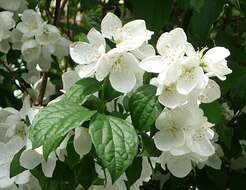 Image of sweet mock orange