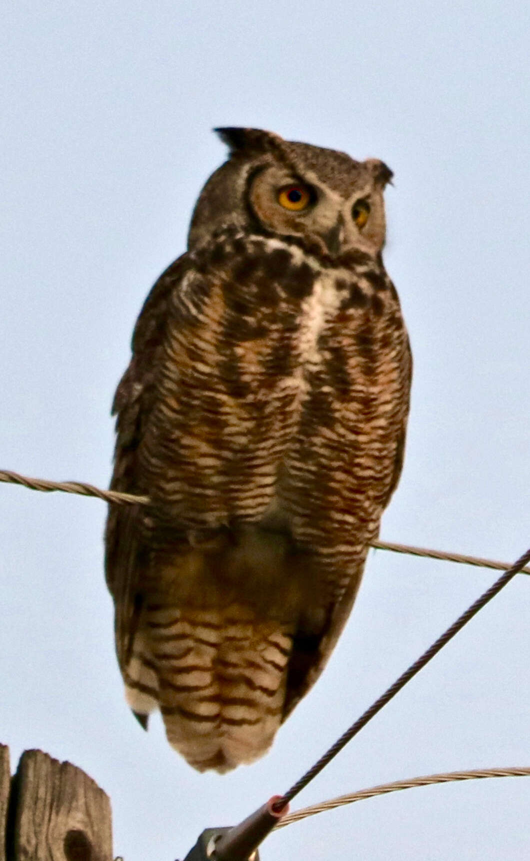 Image of Great Horned Owl