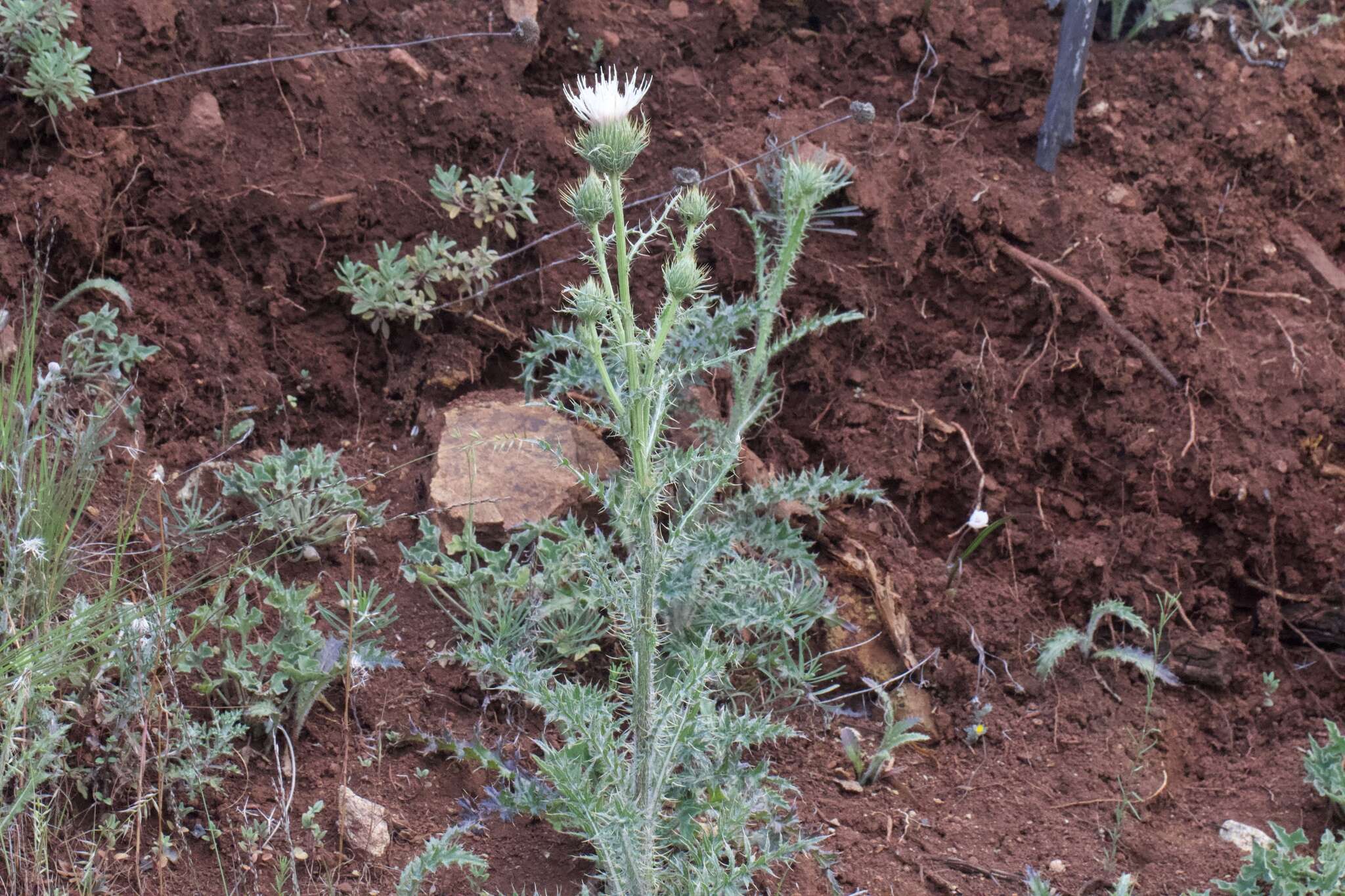 Cirsium cymosum (Greene) J. T. Howell的圖片