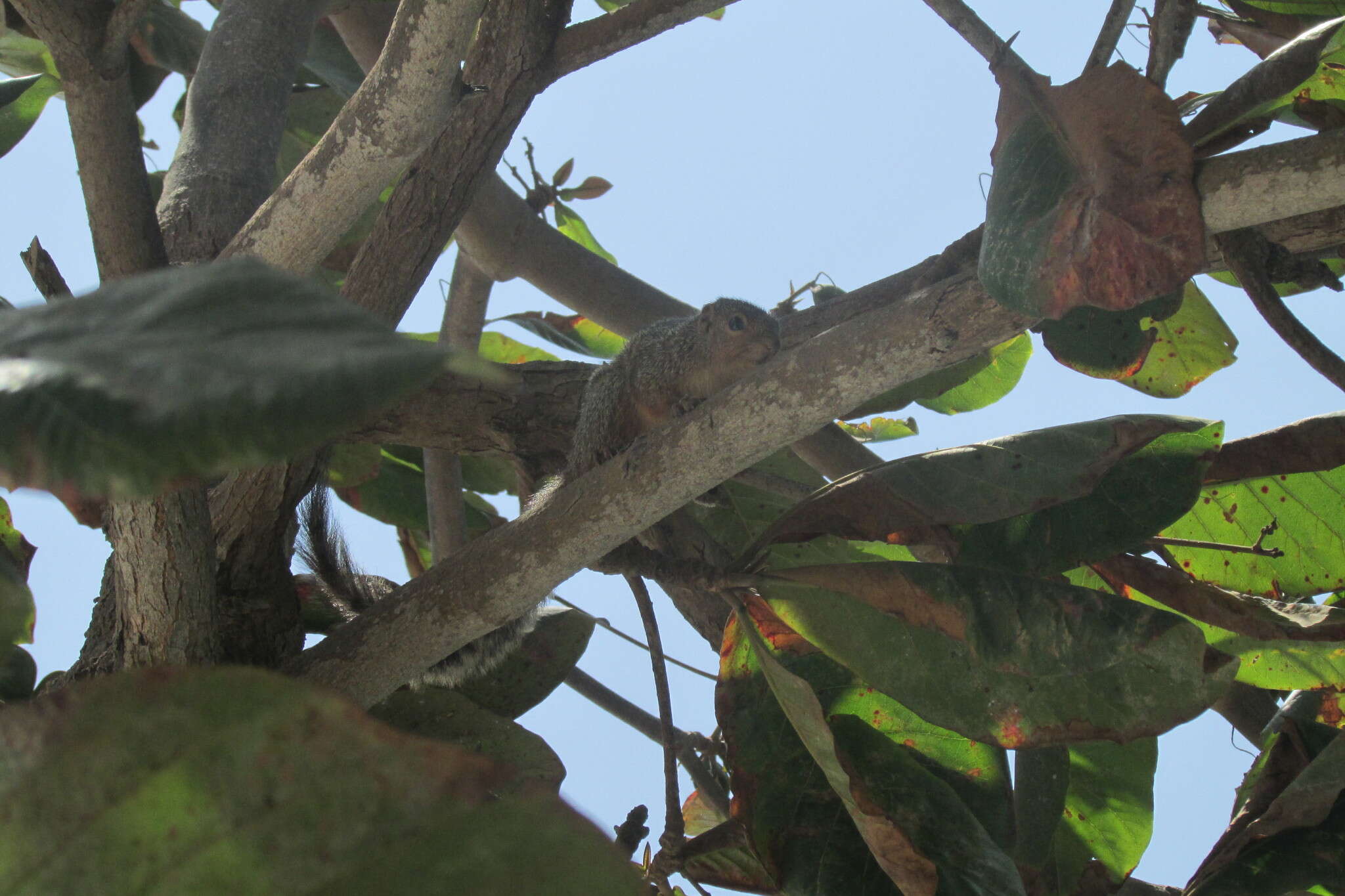 Image of Zanj Sun Squirrel