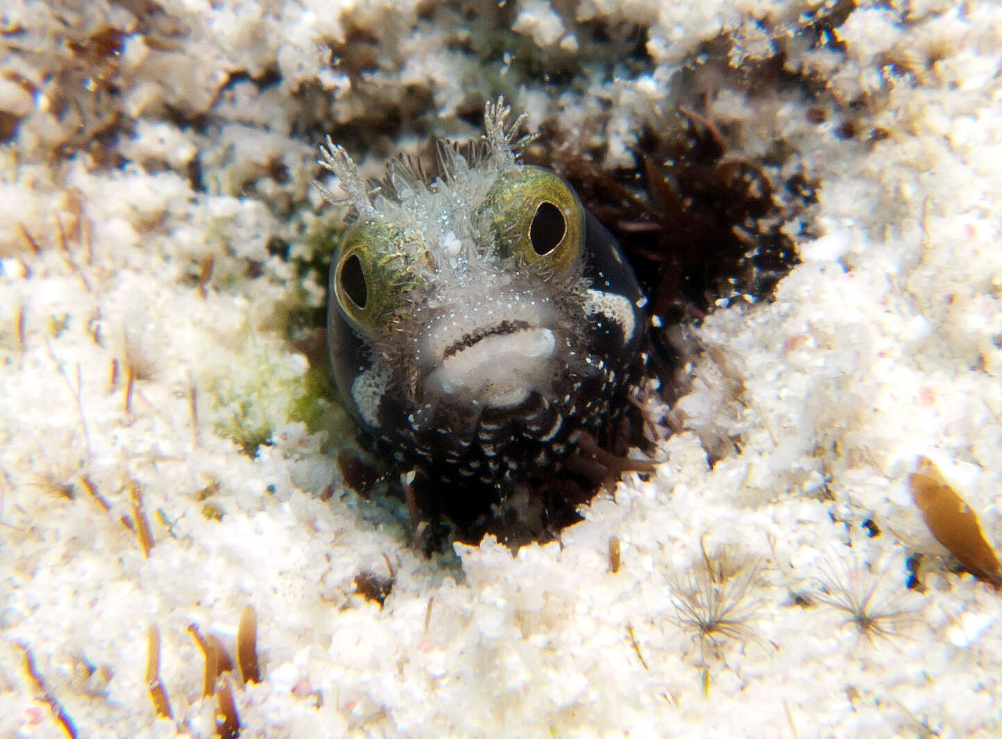 Image of Roughhead Blenny