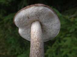 Image of Leccinum scabrum (Bull.) Gray 1821