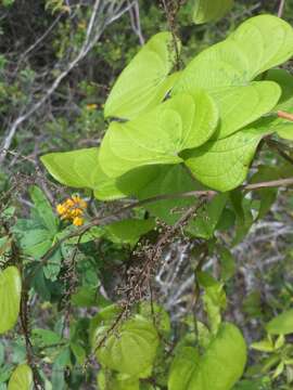 Sivun Dioscorea sambiranensis subsp. bardotiae Wilkin kuva