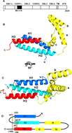 Image of Plasmodium subgen. Laverania