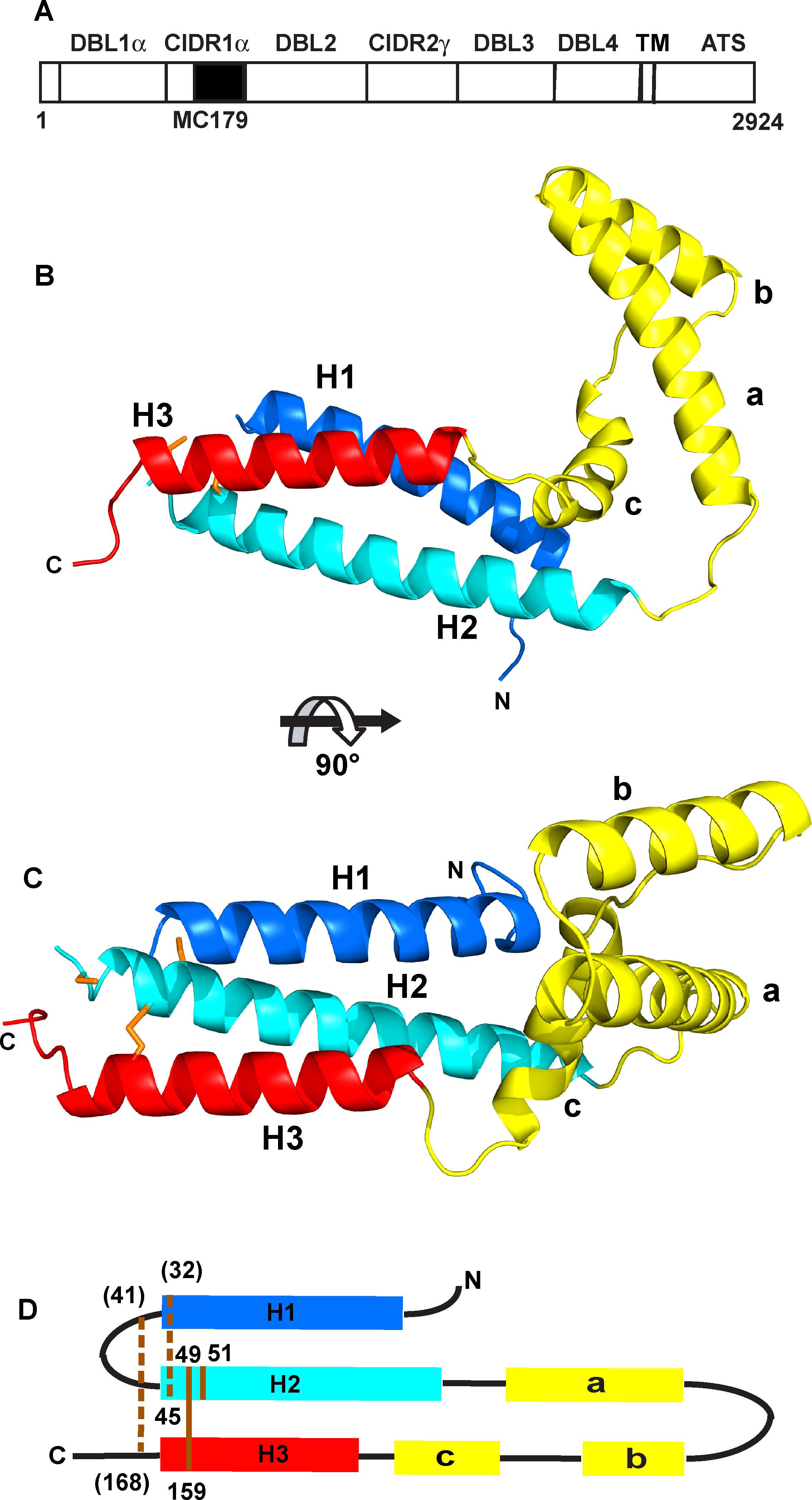 Image de Plasmodium subgen. Laverania