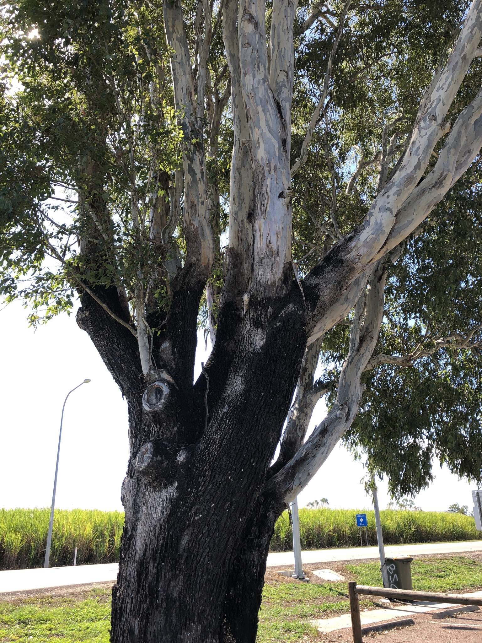 صورة Eucalyptus raveretiana F. Müll.