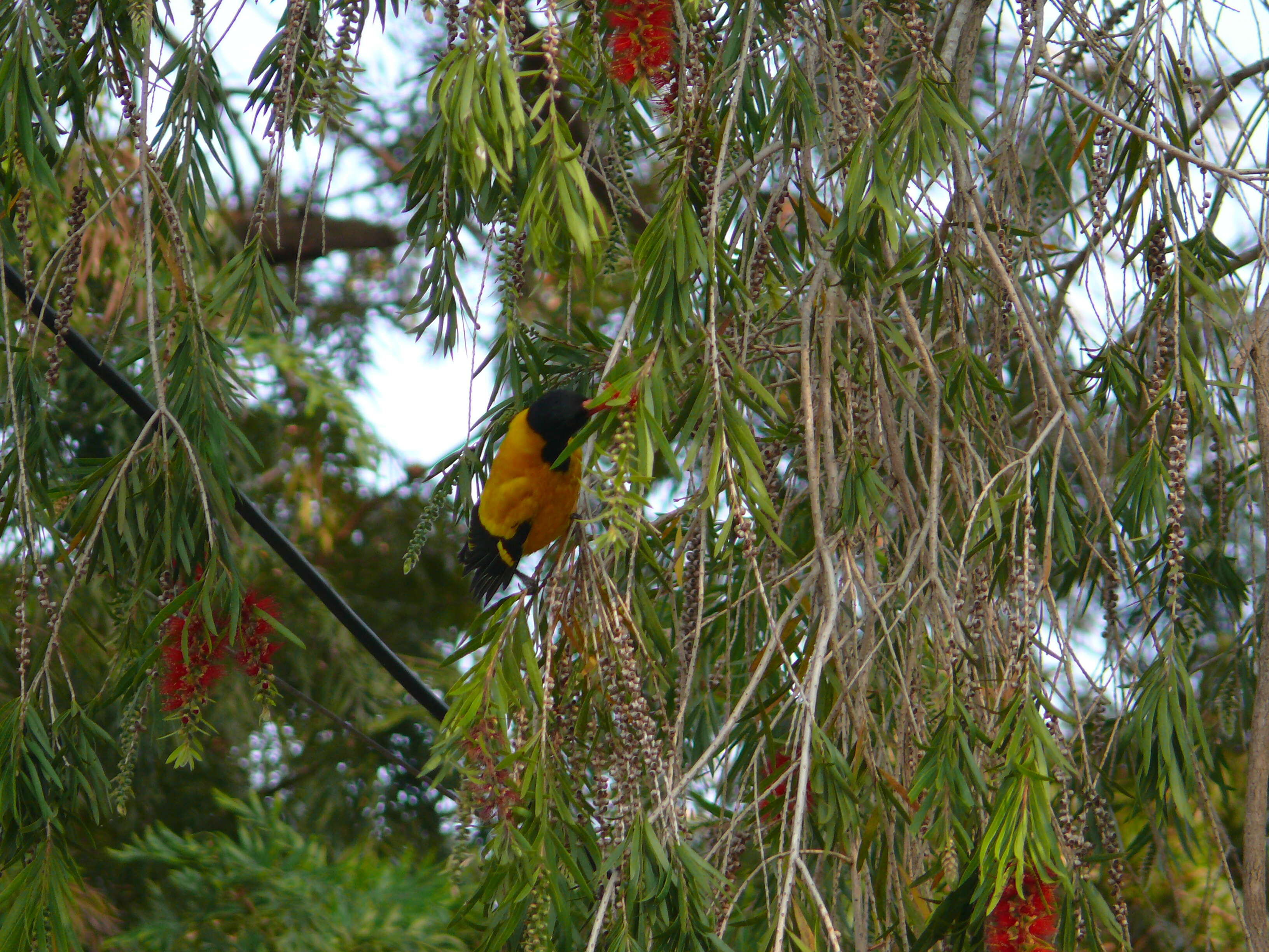 Image of Black-hooded Oriole