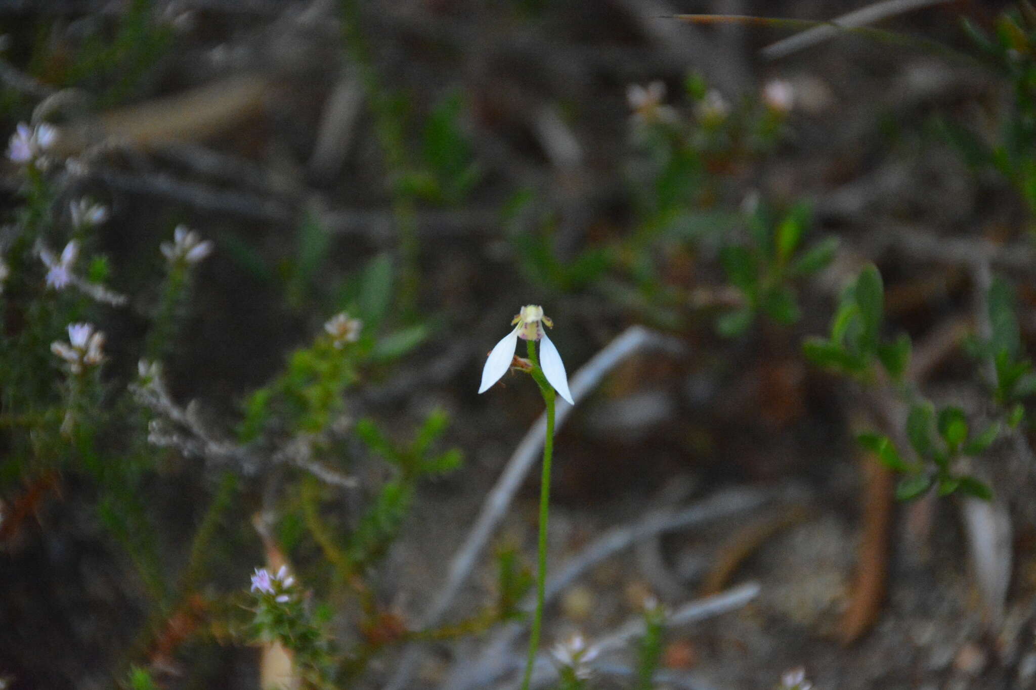 Eriochilus dilatatus Lindl.的圖片