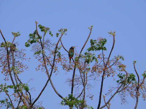 Image of Great Barbet