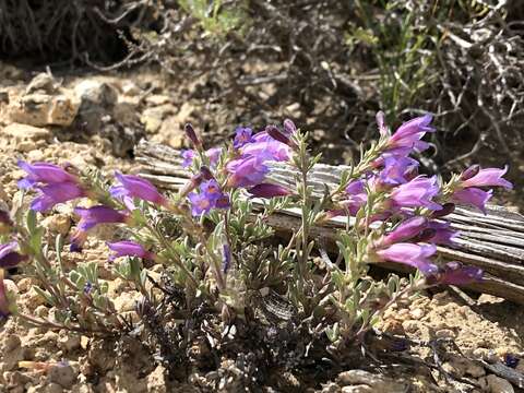 Image of Thompson's beardtongue