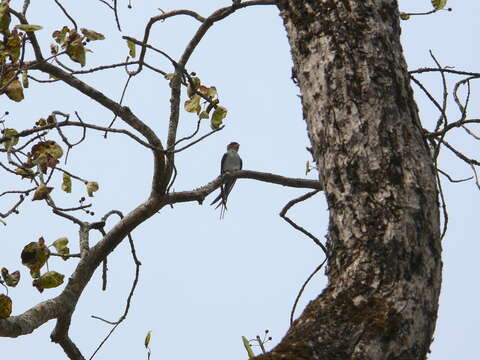 Image of Crested Treeswift