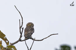 Image of Forest Owlet