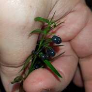 Image of One-Flower Bedstraw