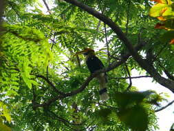 Image of Great Indian Hornbill