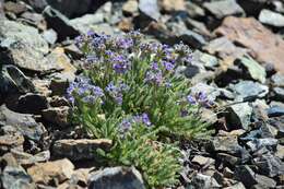 Imagem de Polemonium eddyense Stubbs