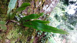 Image of Pleopeltis crassinervata (Fée) T. Moore