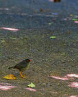 Image of Slaty-backed Nightingale-Thrush