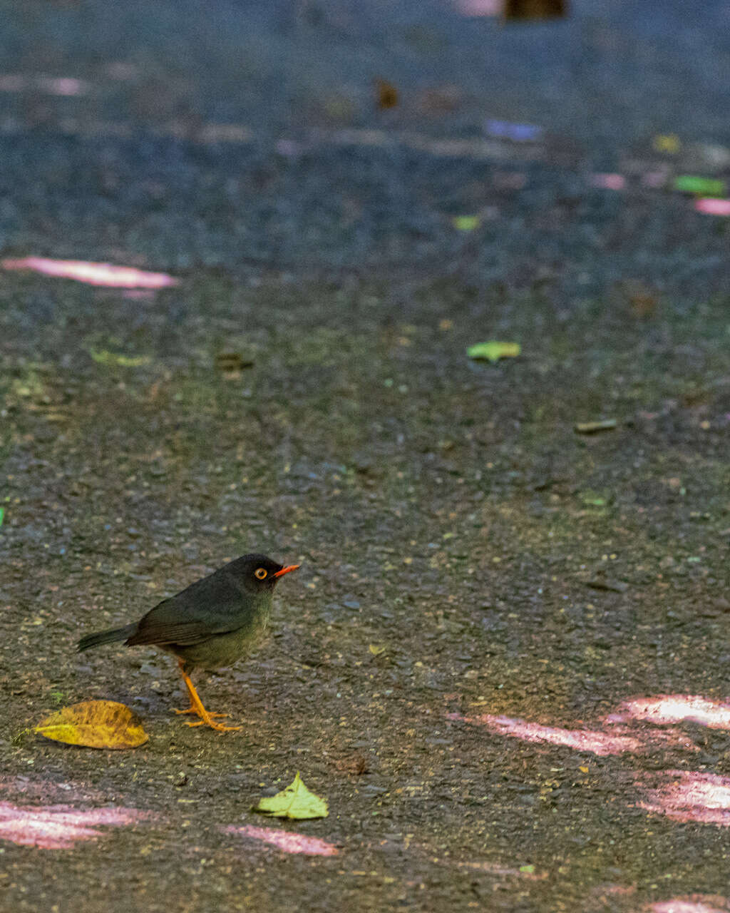 Image of Slaty-backed Nightingale-Thrush