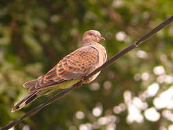 Image of Oriental Turtle Dove