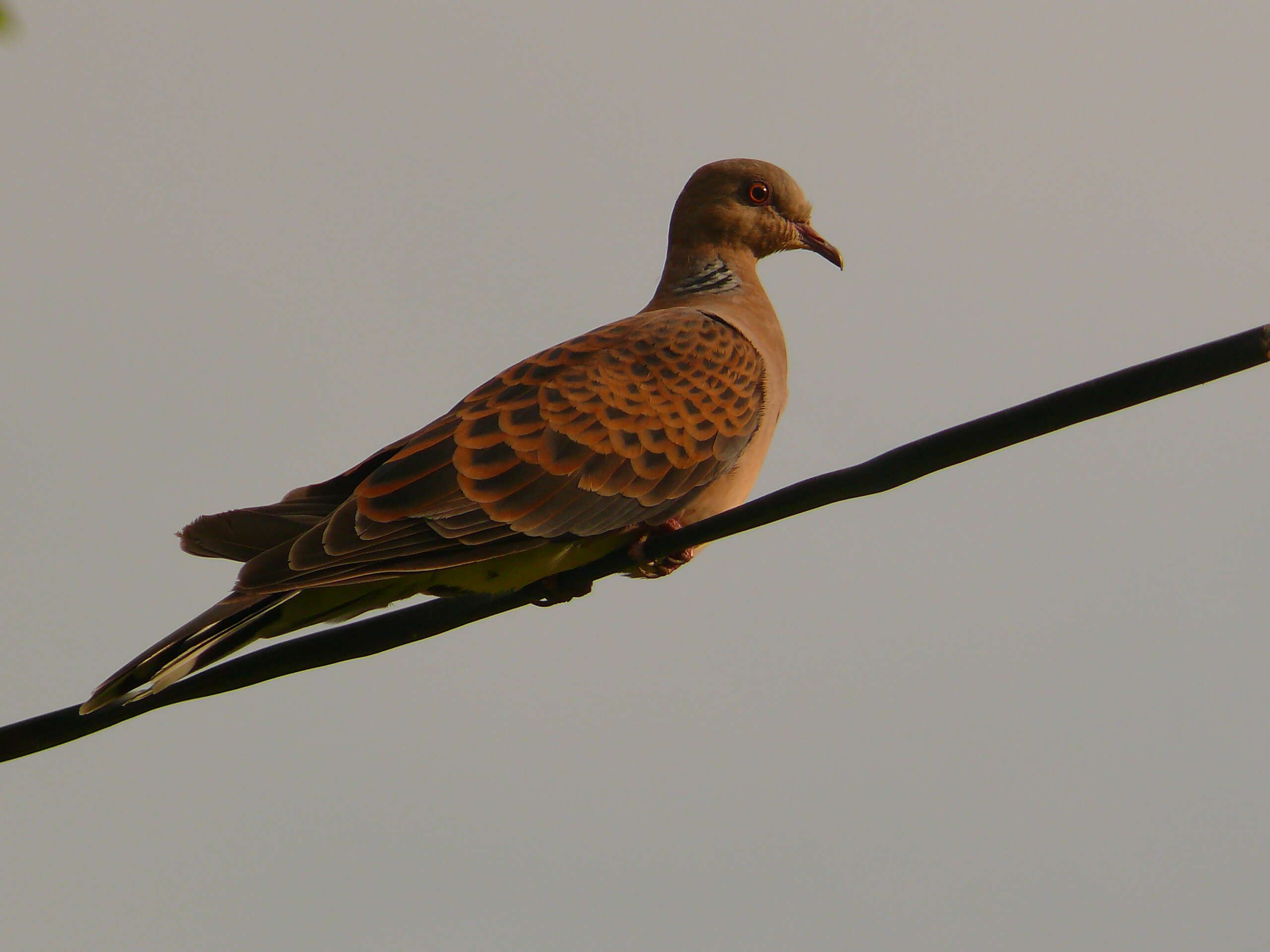 Image of Oriental Turtle Dove