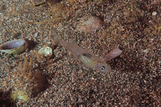 Image of Glass goby