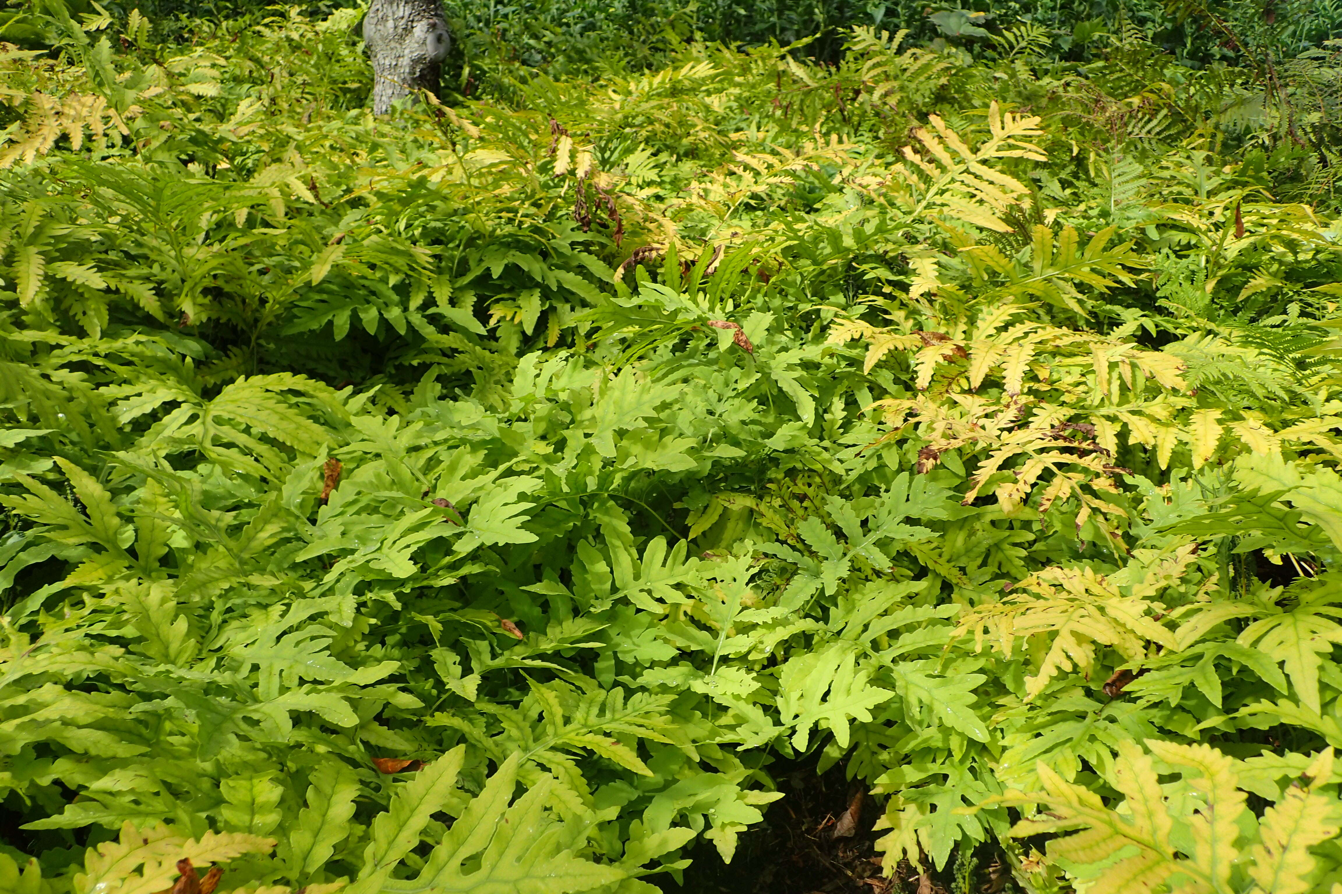 Image of sensitive fern