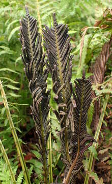 Image of Osmundastrum cinnamomeum Presl