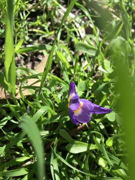 Image of Crocus nivalis Bory & Chaub.