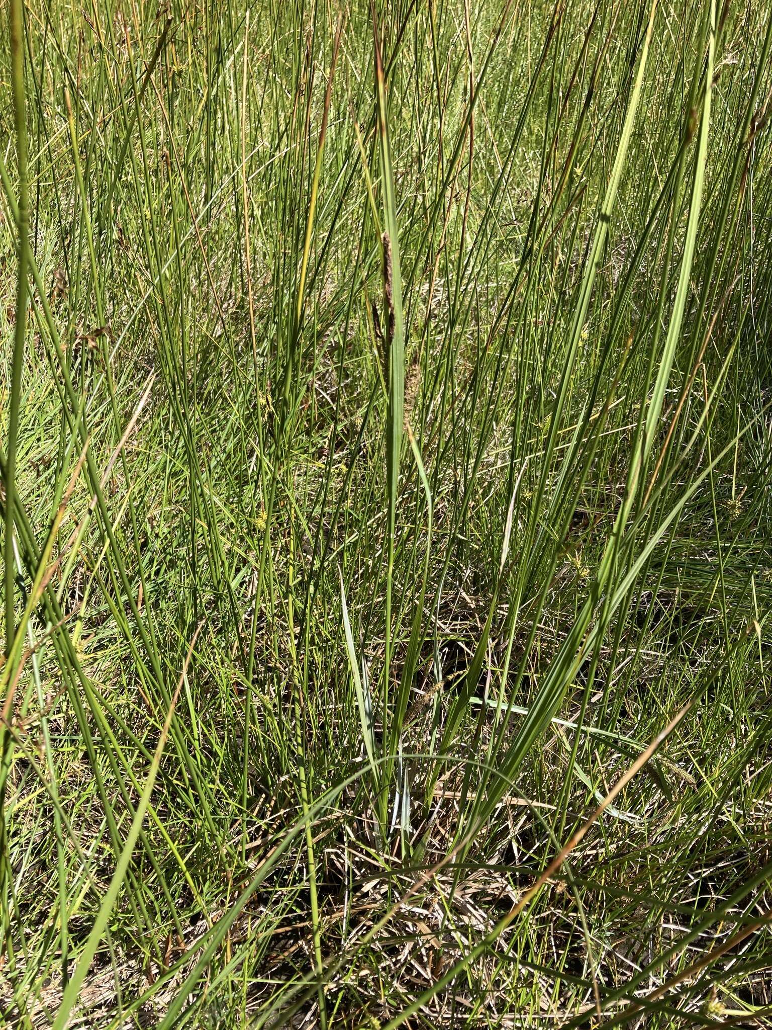 Image of water sedge