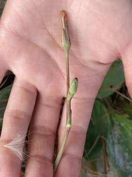 Image of Scorzonera parviflora Jacq.