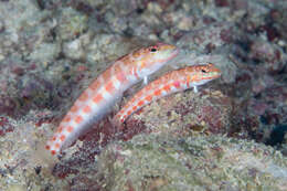 Image of Parapercis schauinslandi